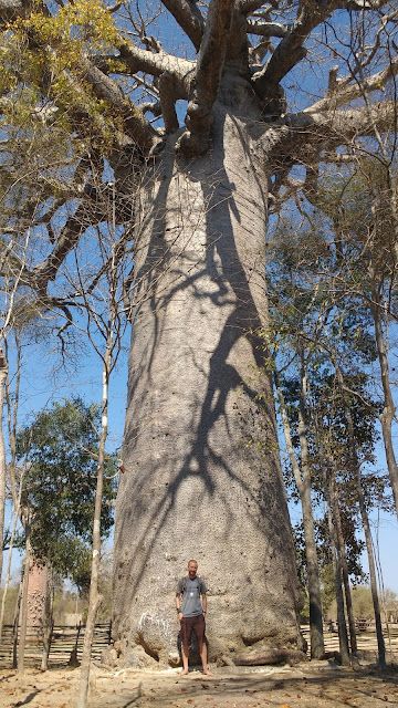 Sacred baobab sacred baobab morondava
