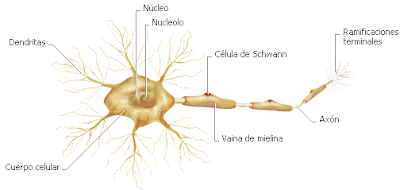 NEURONA INDICANDO SUS PARTES Ilustración de la neurona indicando sus partes