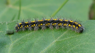 Callimorpha dominula (caterpillar) DSC79531