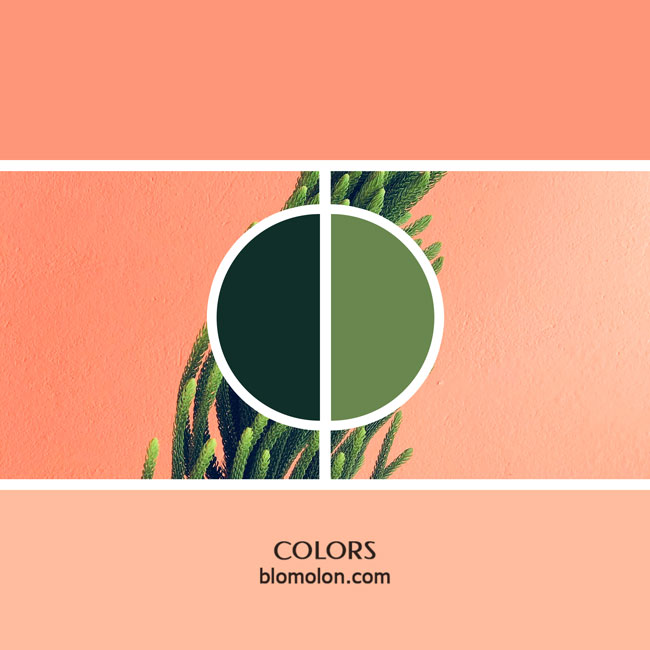 variedad en color color 6 variedad_en_color_color_6