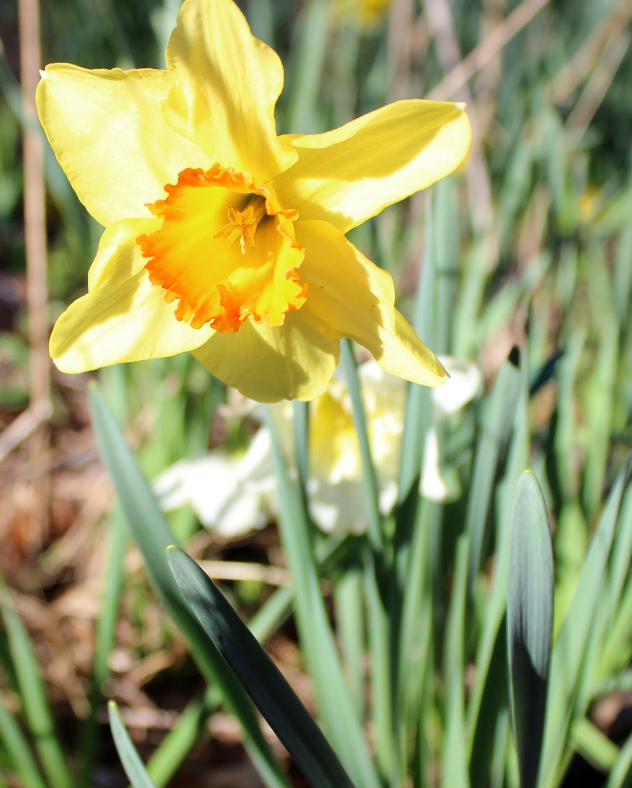 Mountain Moments The Daffodils are Blooming!!!!!