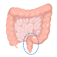 Anus/ dubur Anus/ dubur