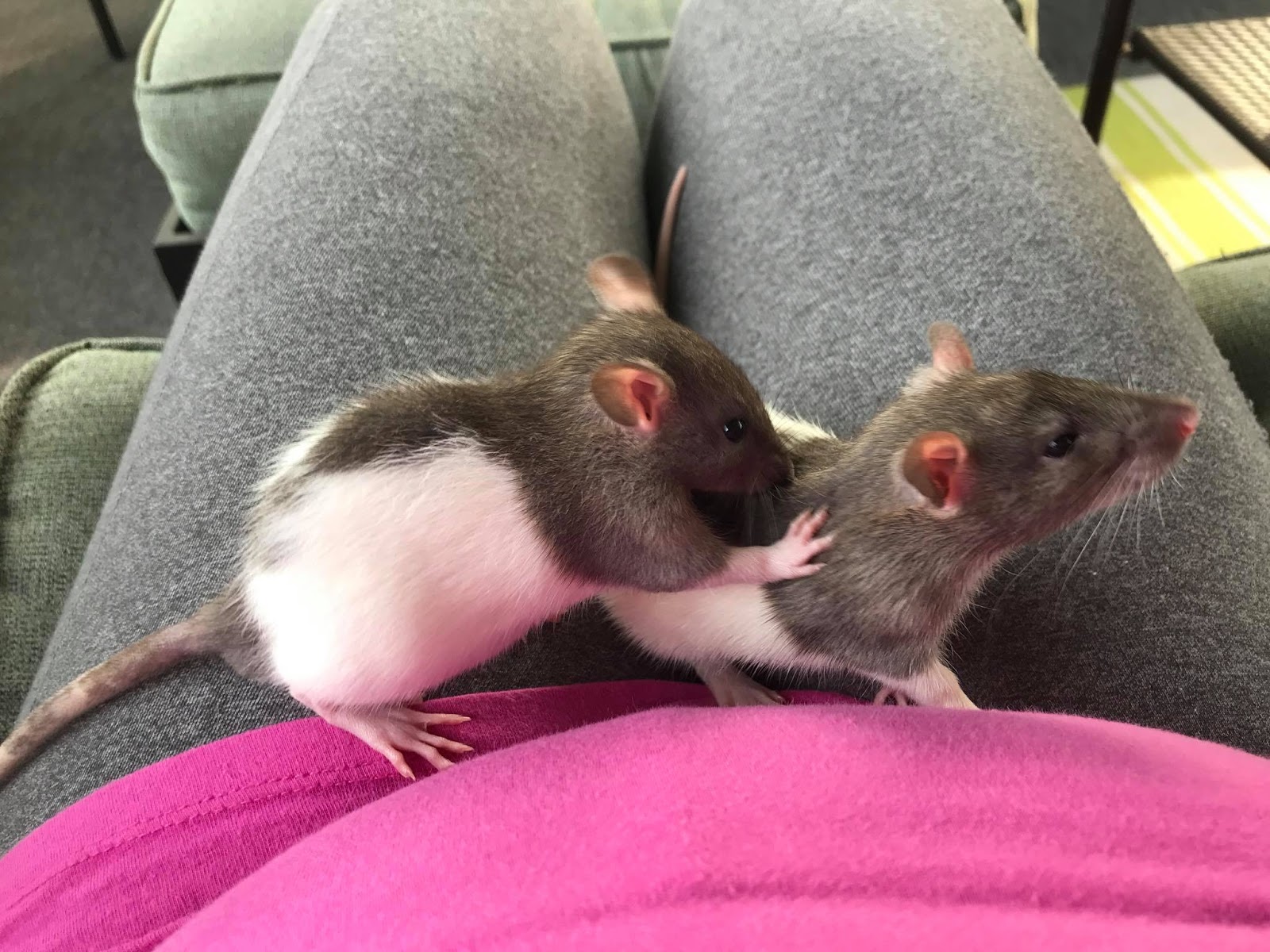 Ask Away Blog 5 Things You Didn't Know About Rats as Pets