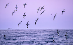 antarctica flying birds cold airpano yet taken nature snow deck weather mountains