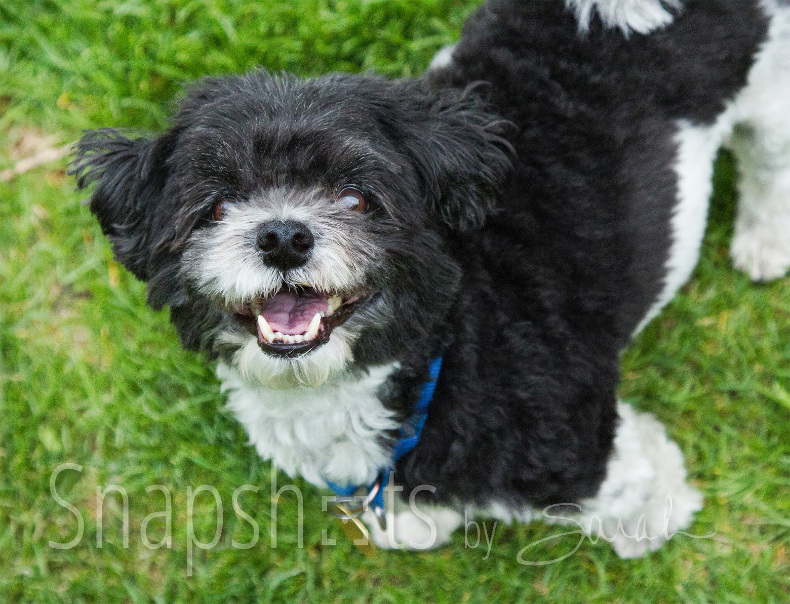 Yappy Hour with Hoy the Havanese | Bernier-isms & Random Thoughts