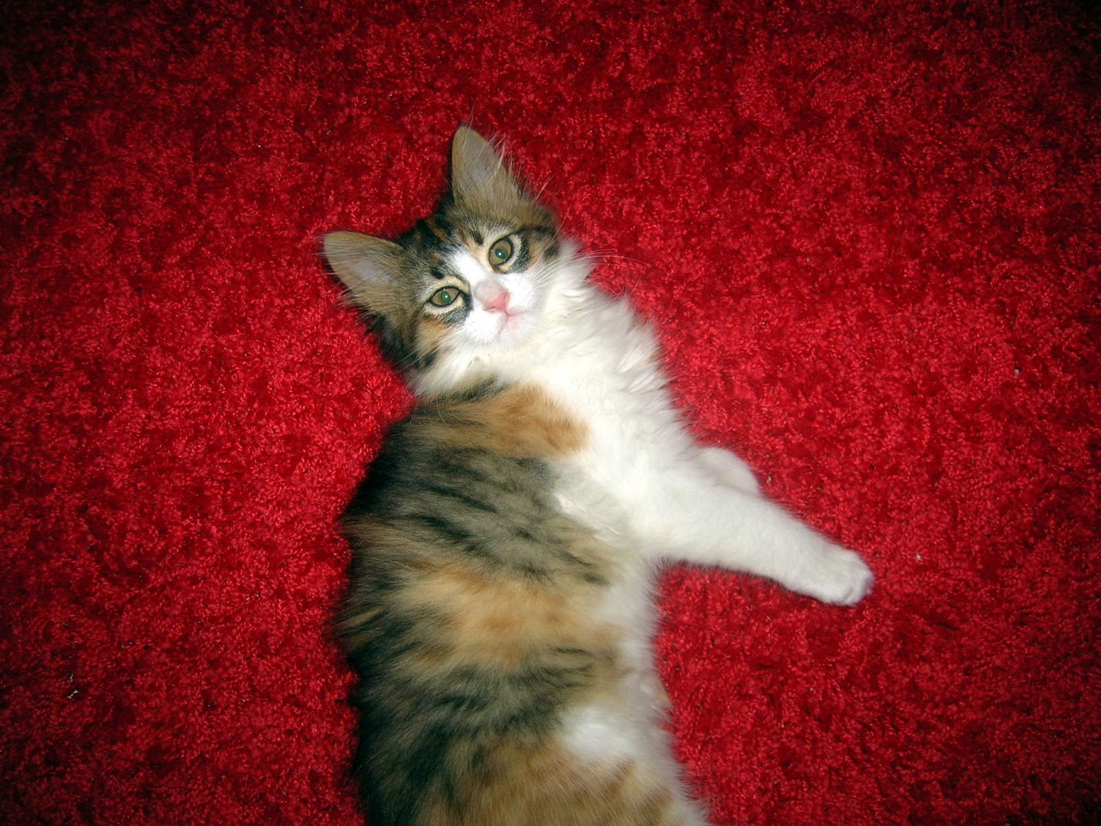 Benim Küçük Dünyam Haziran 2013