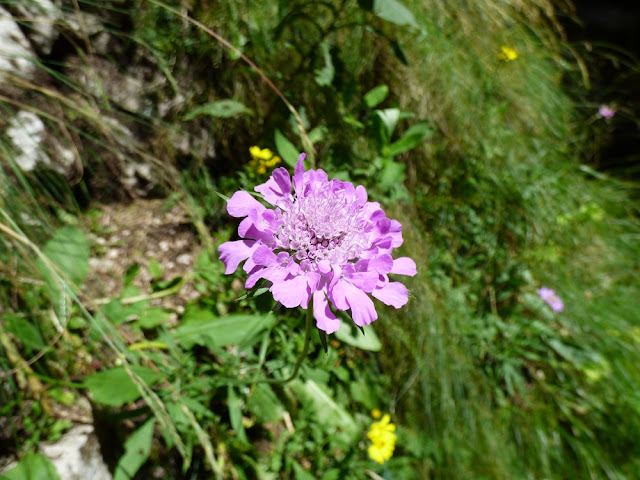 Muscata, muscata dracului, Scabiosa lucida, floare in Valea Horoabei, Bucegi