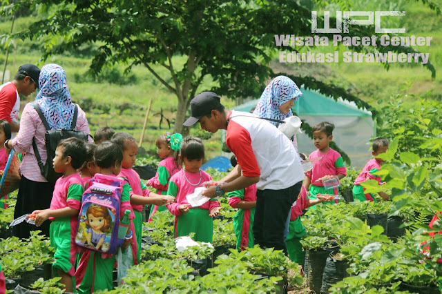 wisata berkebun anak anak pacet
