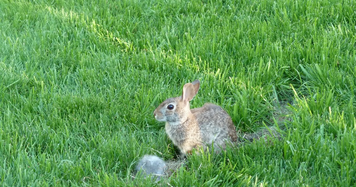 The Chicago Real Estate Local: Swiss Family Ravenswood?