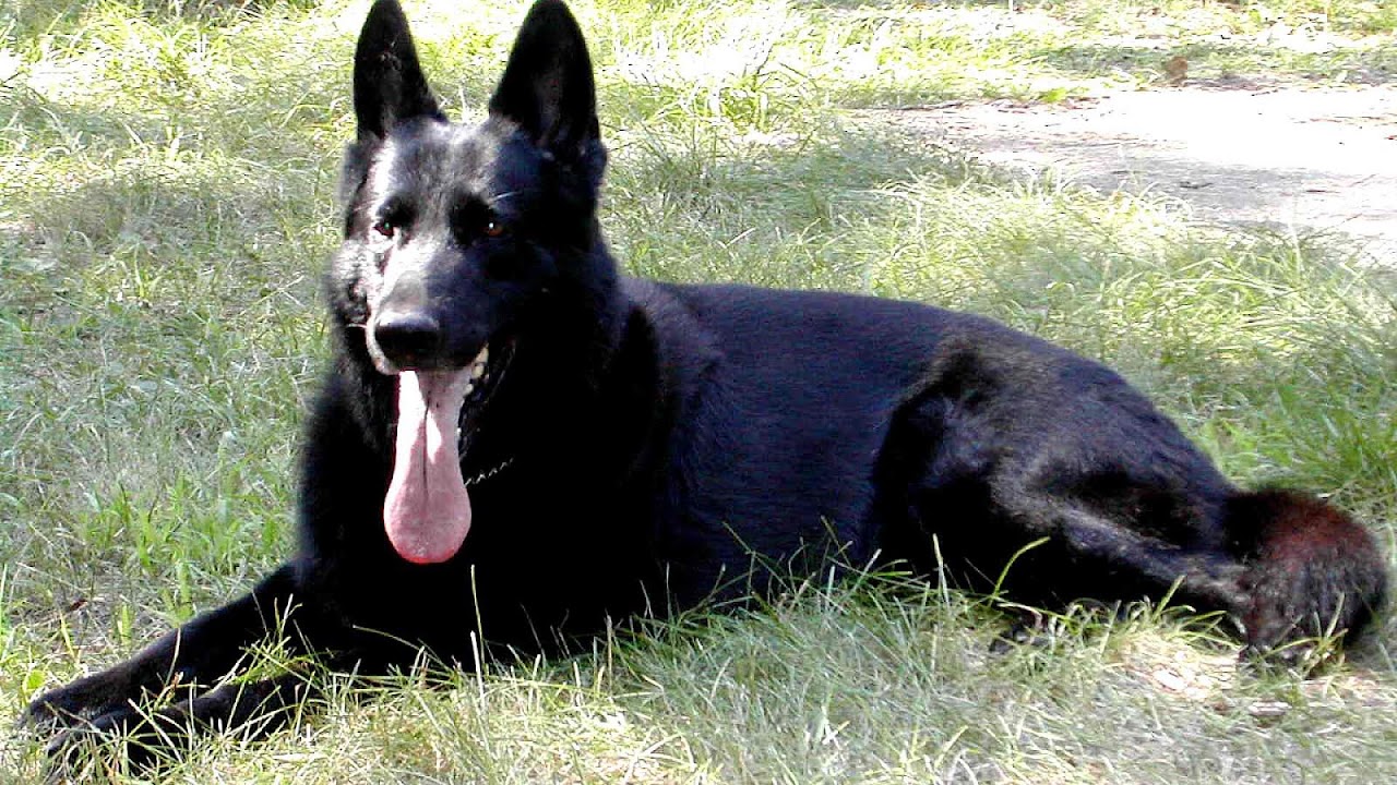 Solid Black German Shepherds For Sale German Choices