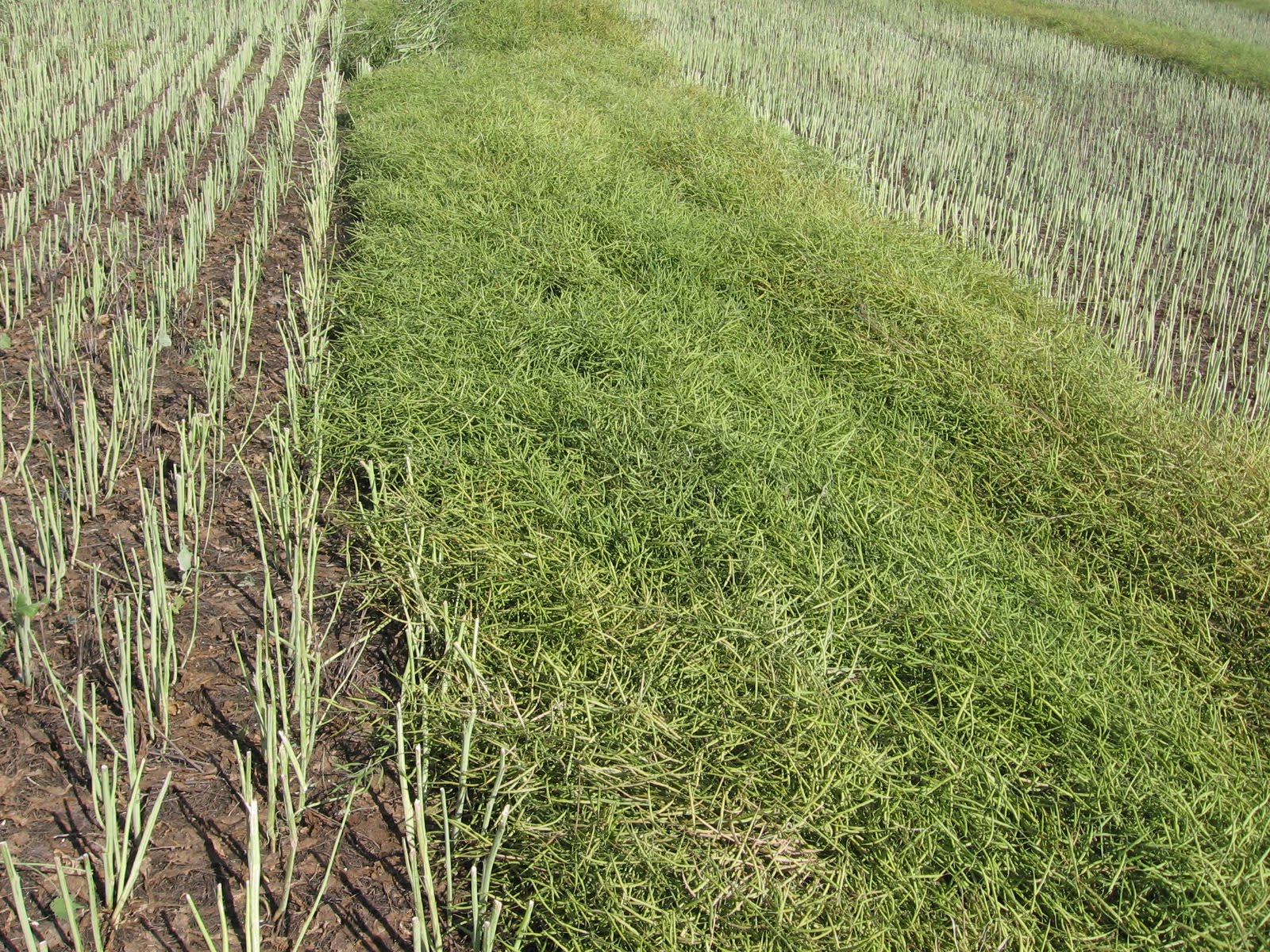On the Road with Melchert Harvesting
