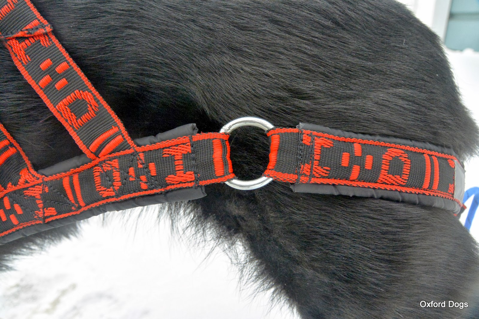 Skijor OxfordDogs Gear Review Wheel Dog Harness from Howling Dog Alaska