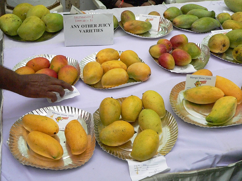 Smart Life World Hyderabad Mango Competition