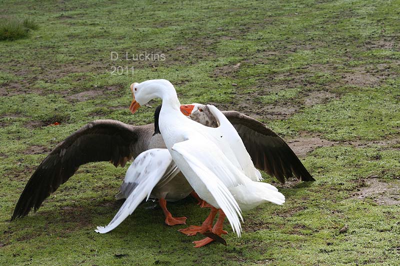 Killdeers, Phoebes and Finches (and Ducks!): Goose fight!