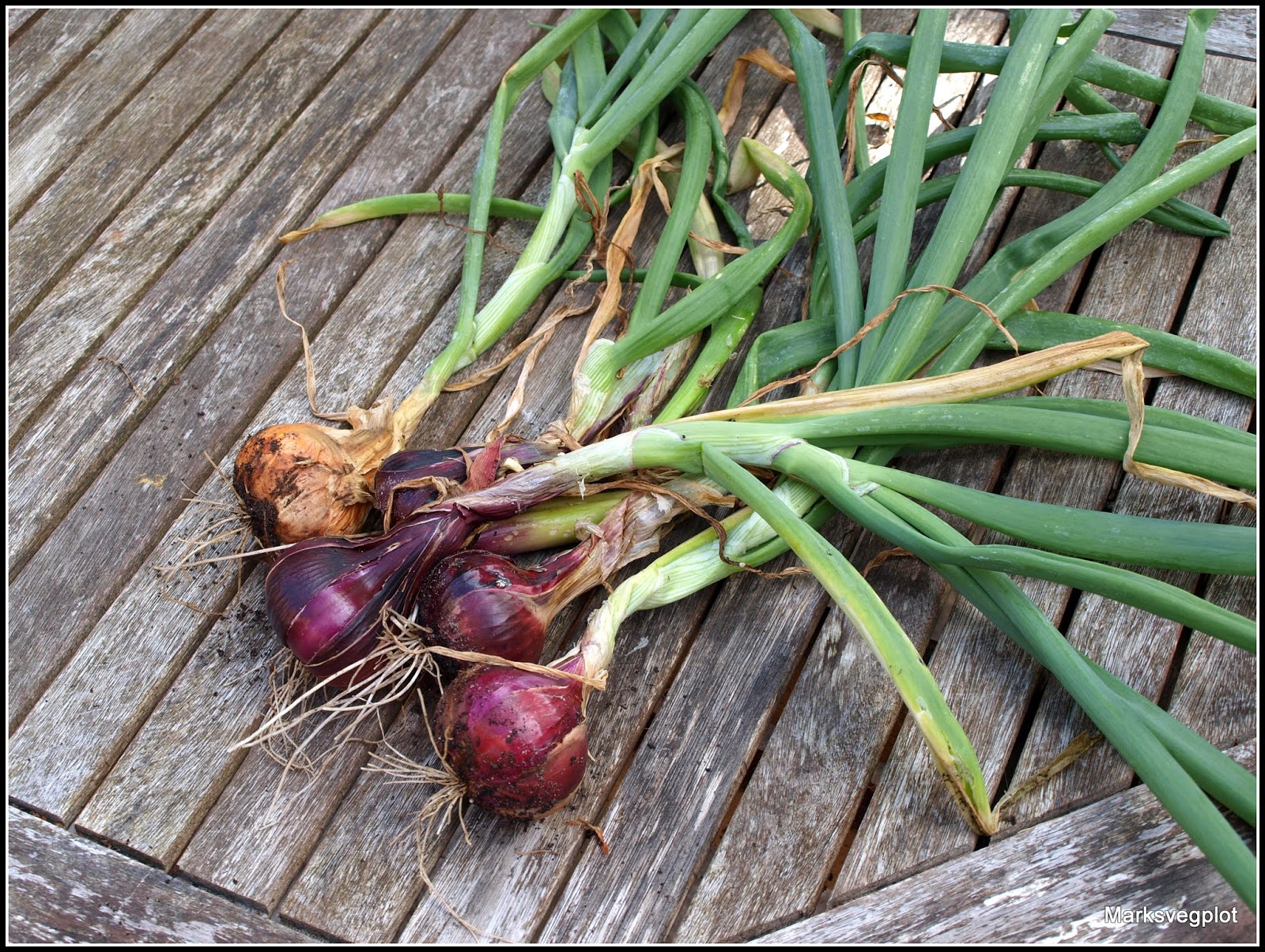 Onion