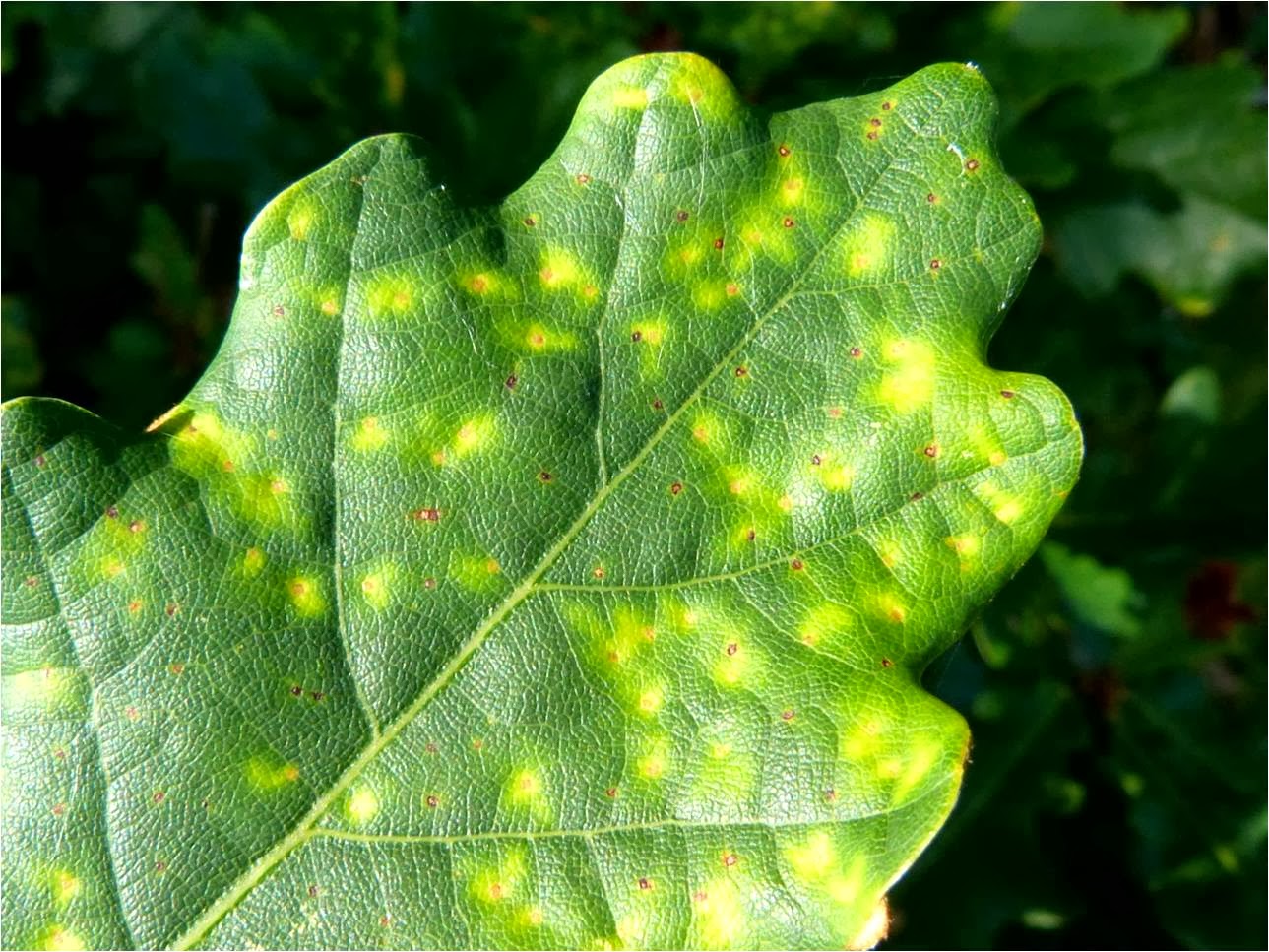 Insects of Scotland: Galls/Leaf-miners