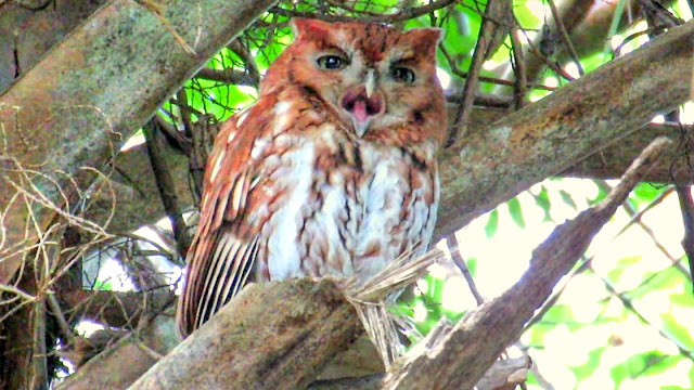 Mother screech Owl Guards the Nest Box