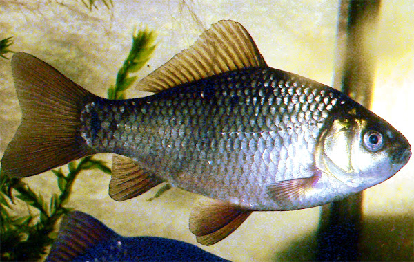 crucian carp fish, about crucian carp fish, crucian carp fish appearance, crucian carp fish care, caring crucian carp fish, crucian carp fish color, crucian carp fish characteristics, crucian carp fish eggs, crucian carp fish facts, crucian carp fish farms, crucian carp fish farming, crucian carp fish history, crucian carp fish info, crucian carp fish images, crucian carp fish origin, crucian carp fish photos, crucian carp fish pictures, crucian carp fish rarity, crucian carp fish rearing, raising crucian carp fish, crucian carp fish size, crucian carp fish uses, crucian carp fish varieties, crucian carp fish color varieties, crucian carp fish weight