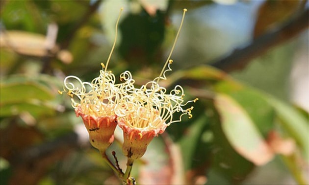 Jatobá- (flor) (Hymenaea stigonocarpa Mart.)