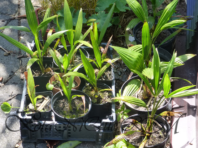 Botaniquarium - Trachycarpus fortunei seedlings