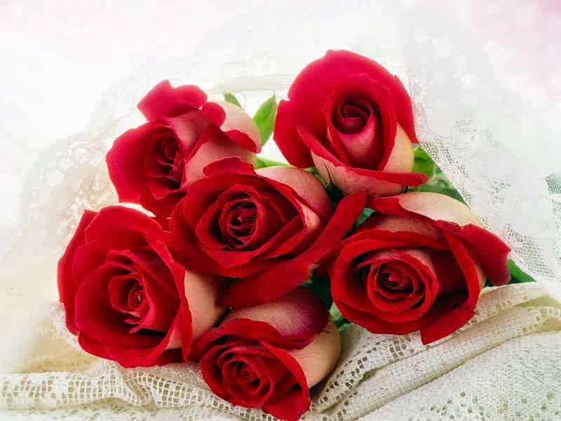 3 Gambar Bunga  Mawar  Merah  Indah  Paling Banyak Dicari 