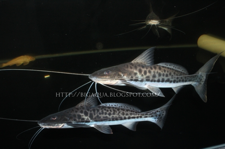 Vulture Catfish Big Aqua