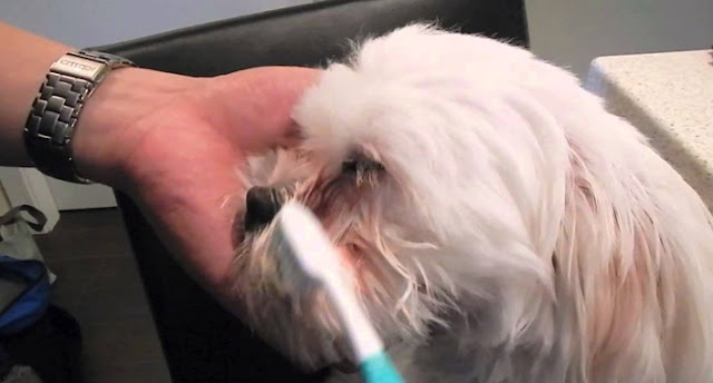 7 Dicas SIMPLES que Deixar o Bigode e Pelo do SHIH TZU Branquinho e Limpo