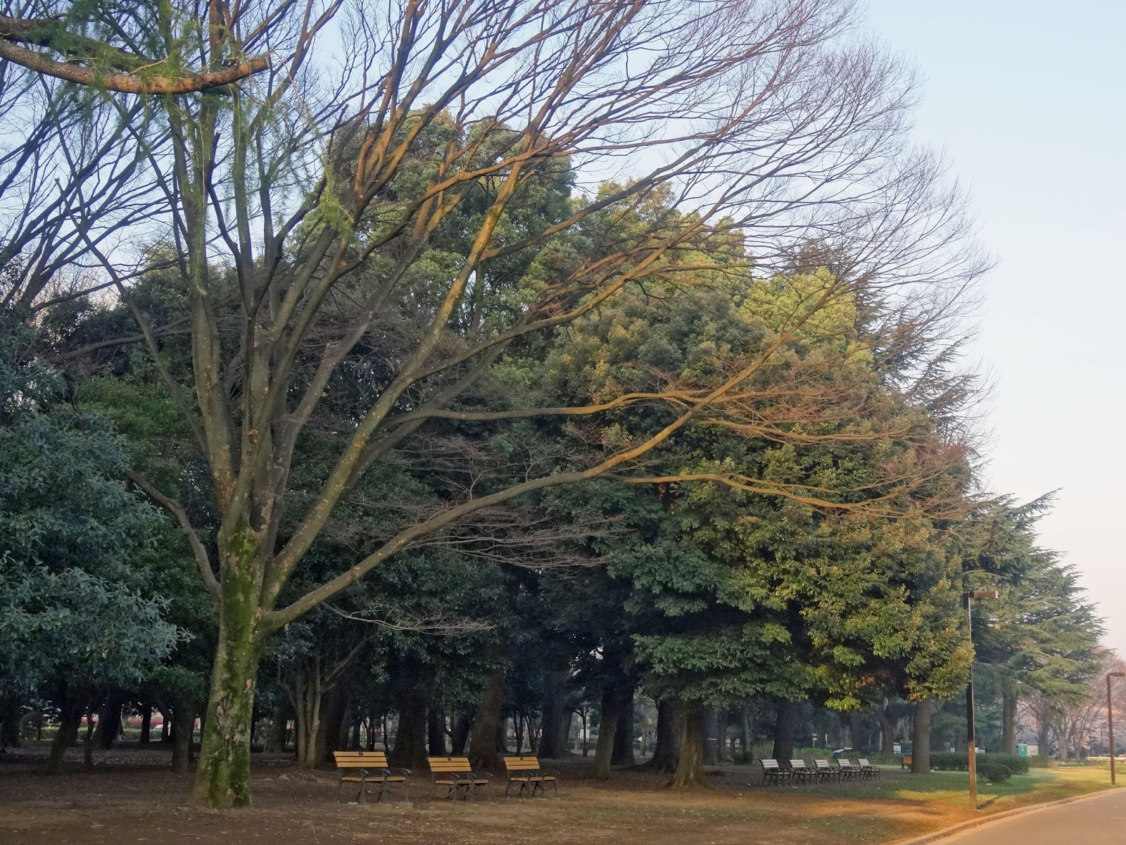 代々木公園,ベンチ〈著作権フリー画像〉Free Stock Photos