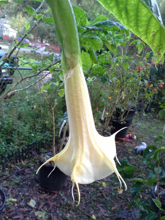 Awesome Blossom Plants Brugmansia or Angel Trumpets For Sale