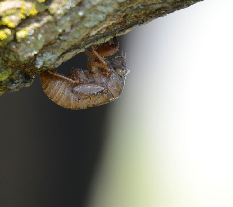 exoskeleton of the cicada nymph after molting
