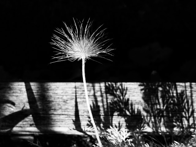 PULSATILA, Nikkor 40 mm, f8, ISO100, spot metering
