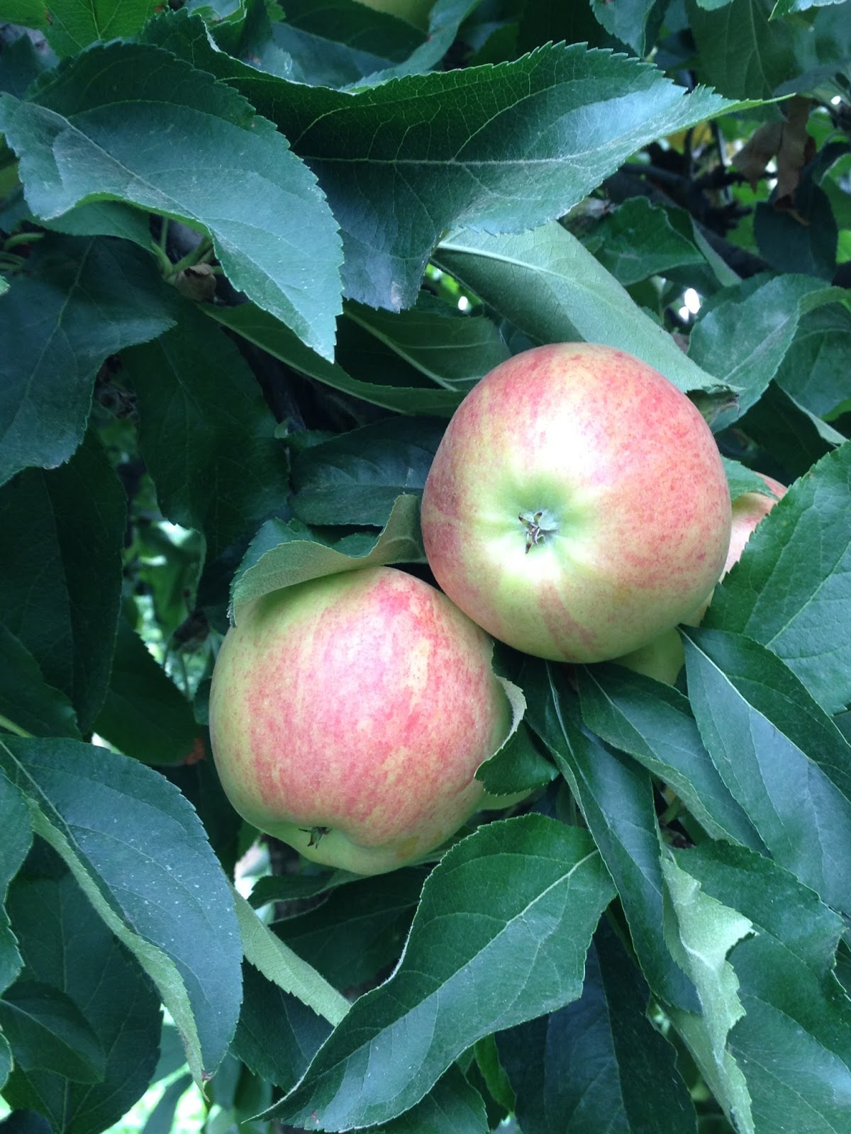 Beilke Family Farm Oregon Apples UPick from the Farm Gala, Ripe and