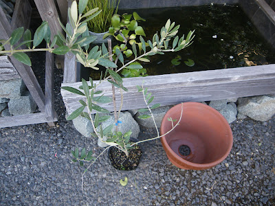 苗木　植木鉢