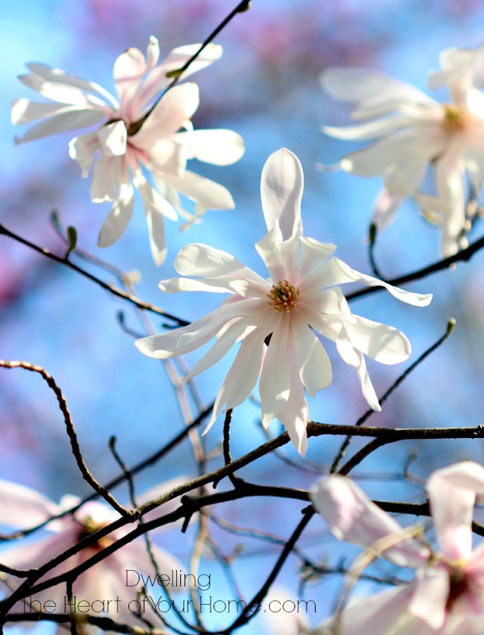 Beautiful Magnolia Blooms