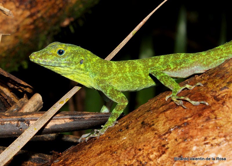 Ricardo's Blog, : Anolis evermanni Stejneger 1904, in the forest of Rio ...