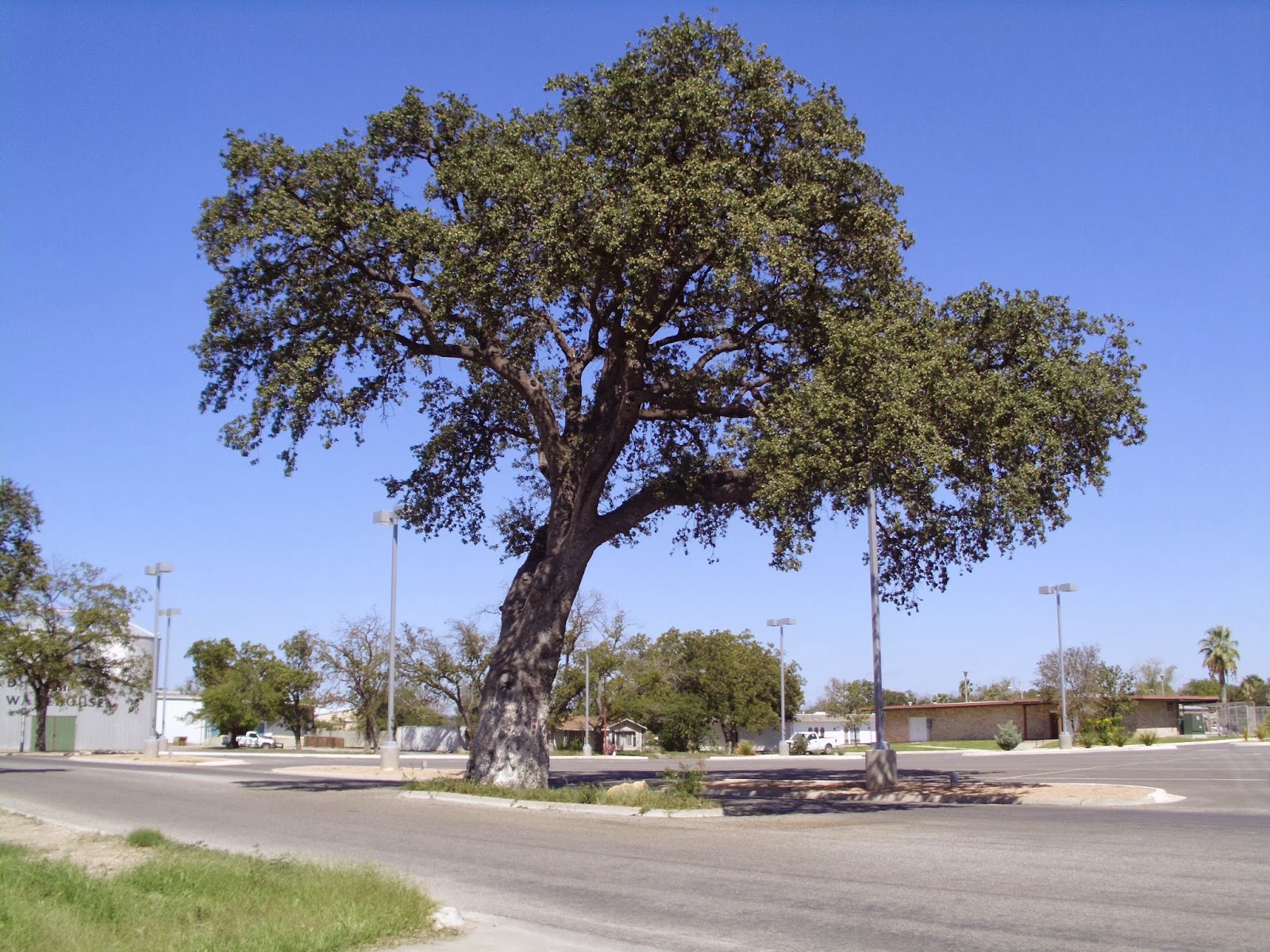 Terlingua Dreams A Visit to Uvalde, Texas