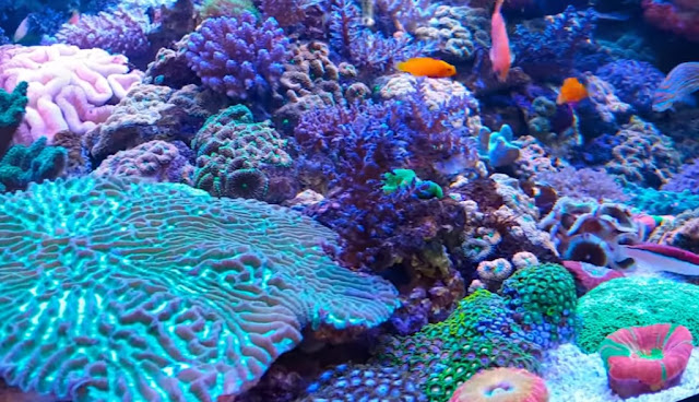 Information On How To Determine The Specifications Of The Aquarium Seawater That Is Right For Us To Enjoy In Your Own Home Information On How To Determine The Specifications Of The Aquarium Seawater That Is Right For Us To Enjoy In Your Own Home