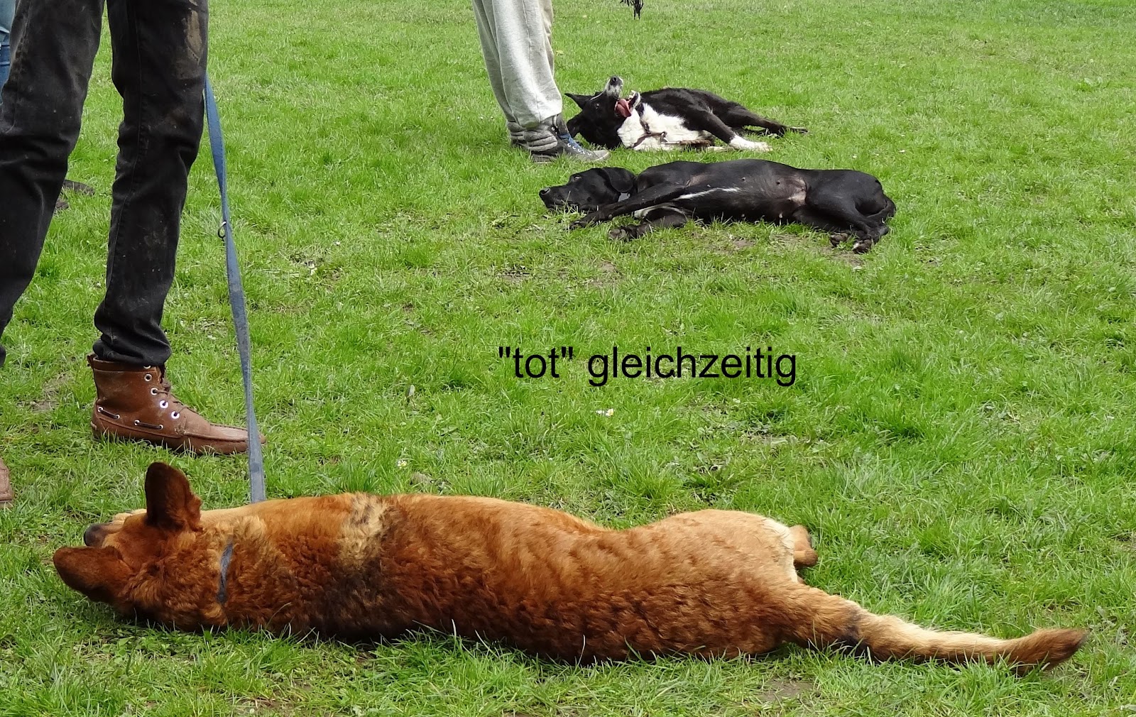 Anerkennung durch Engagement ADE Projekt 5 Trick Dog