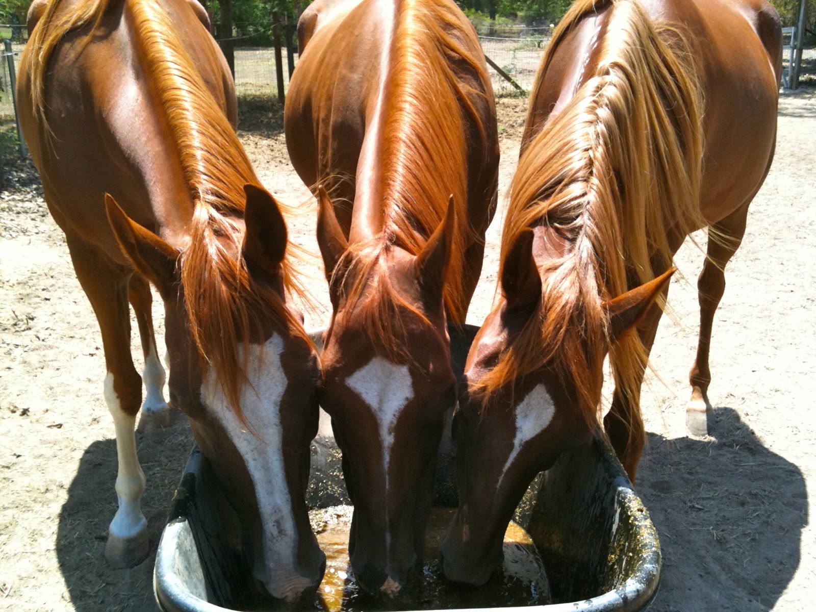 Dynamite Specialty Products Dynamite's Equine Foundation Program