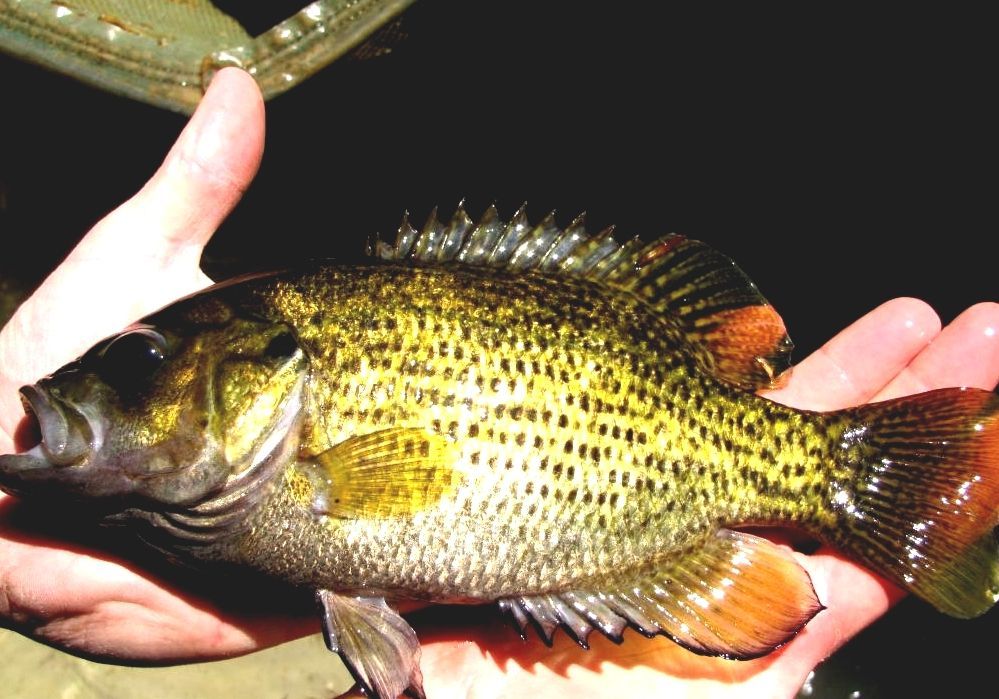 Rock Bass Rock Bass Fish