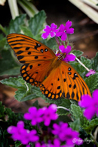 Beautiful Butterffly