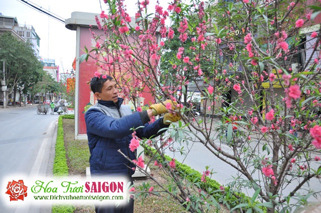 [Image: Ngam-con-duong-hoa-dao-ruc-sac-giua-long-Ha-Noi-10.jpg]