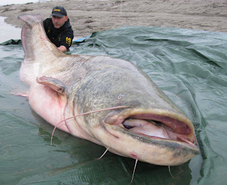 Big Fishes of the World: WELS CATFISH page 2