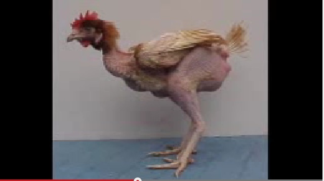 el gallo poninas el gallo poninas