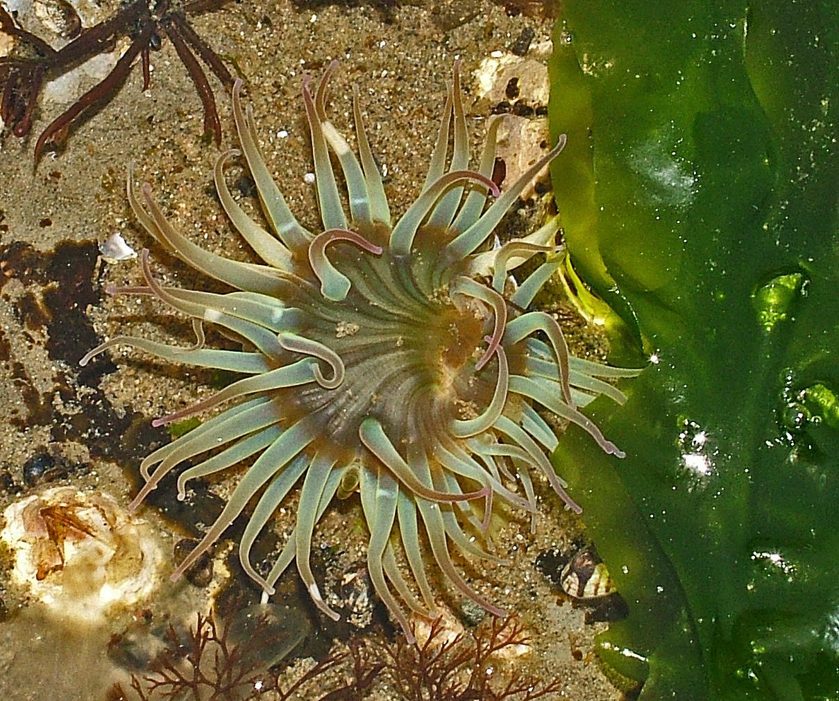 Buzz's Marine Life of Puget Sound: RANDOM COLLECTION OF PUGET SOUND