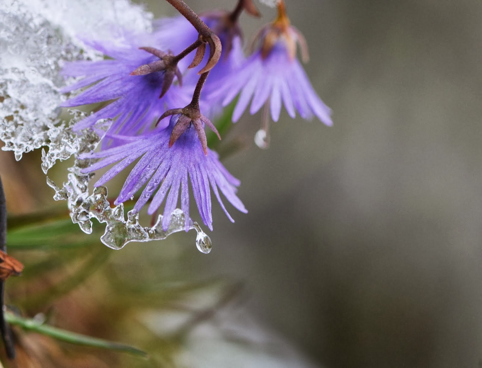 Beautiful Purple Flower in Rain HD Wallpaper - HD Wallpaper Pictures