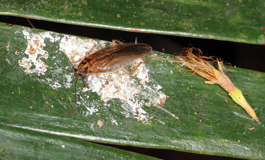 BunyipCo: November 2016