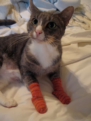 animals cat pictures cat socks cats cats wearing socks cats with socks 