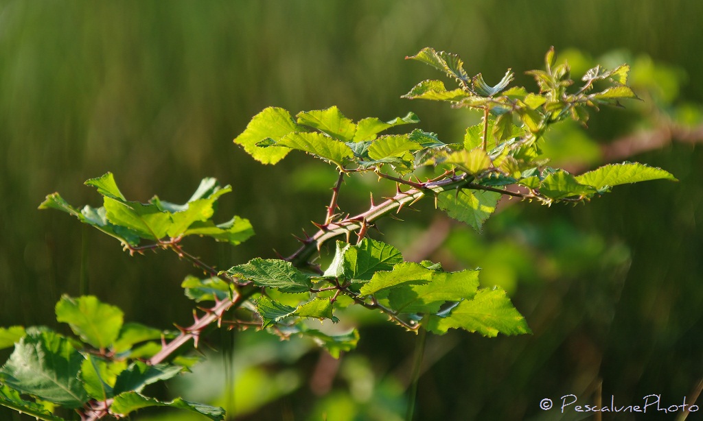 Ronce Commune Flore de Camargue: Rubus fruticosus, Ronce commune