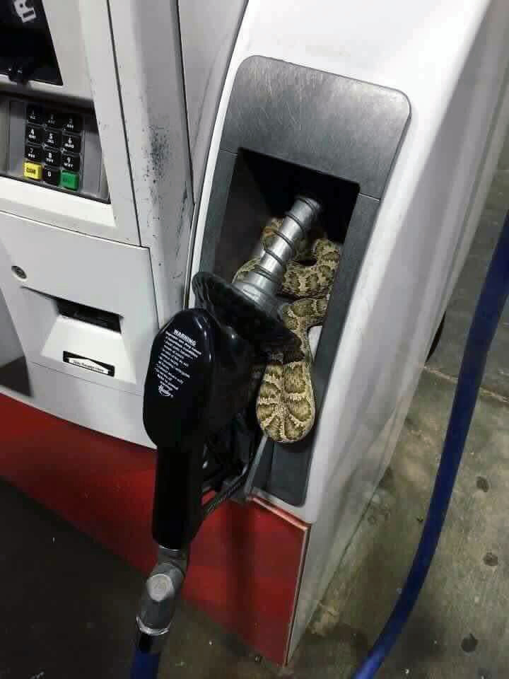 transpress nz snake at the fuel pump, literally